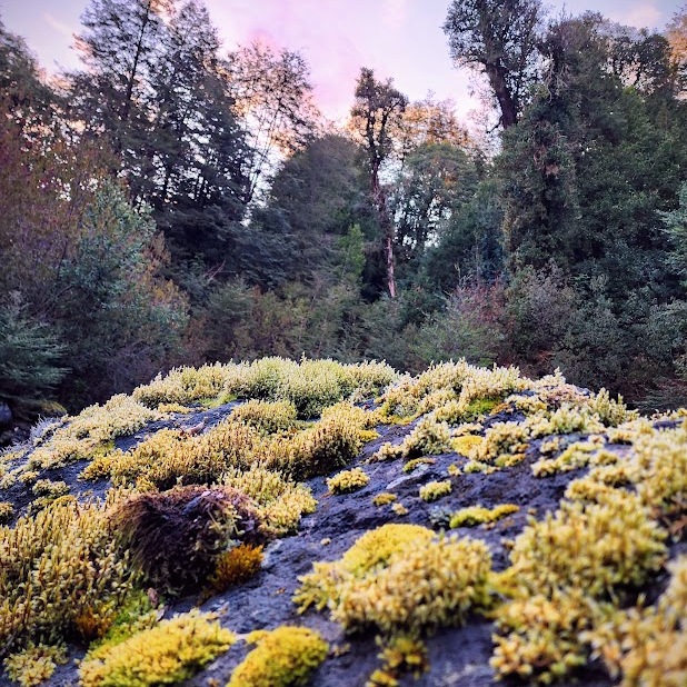Alrededor de nuestras cabañas